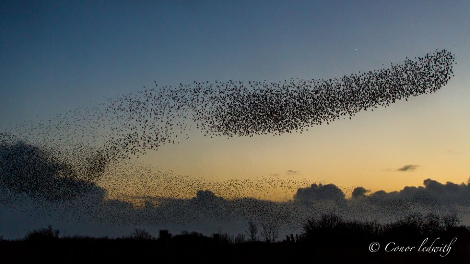 View larger. | Conor Ledwith Photography captured this flock of starlings - otherwise known as a murmuration - in December 2013. The bright object in the sky is Venus. Visit Conor Ledwith on Facebook.