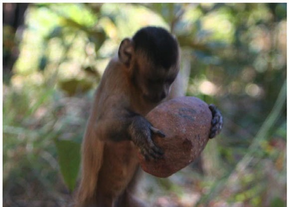 Wild monkey getting ready to crack open a nut. Image via Dorothy Fragaszy via PLOS ONE.