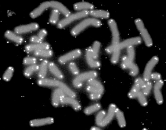 Human chromosomes with their telomeres highlighted. Image via NASA