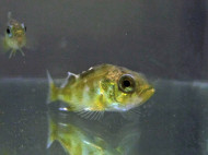 Rissing ocean acidification: Anxious fish | Earth | EarthSky