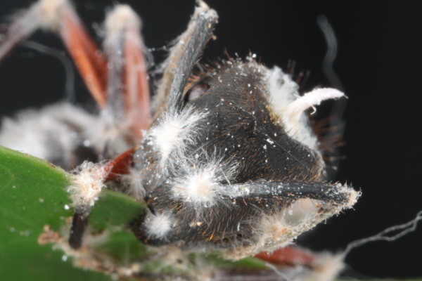 Each ant species is host to a specific fungus species. Image credit: HughesLab/David Hughes.