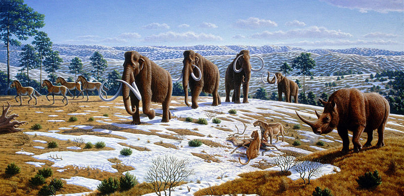 Most images of Woolly Mammoth depict them in grasslands, such as this illustration. New evidence indicates that Ice Age flora was mostly herbaceous flowering plants. Image credit: Mauricio Antón via Wikimedia Commons. 