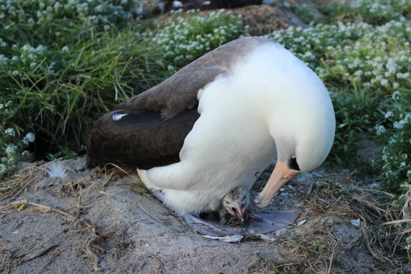 Photo credit: Ann Bell, US Fish and Wildlife Service