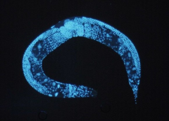 The roundworm Caenorhabditis elegans - C. elegans - is a favorite among scientific researchers. It grows in the exact same way from a single fertilized egg cell to 959 cells as an adult. Its body is transparent which has allowed scientists to map its growth and study internal changes in great detail. 