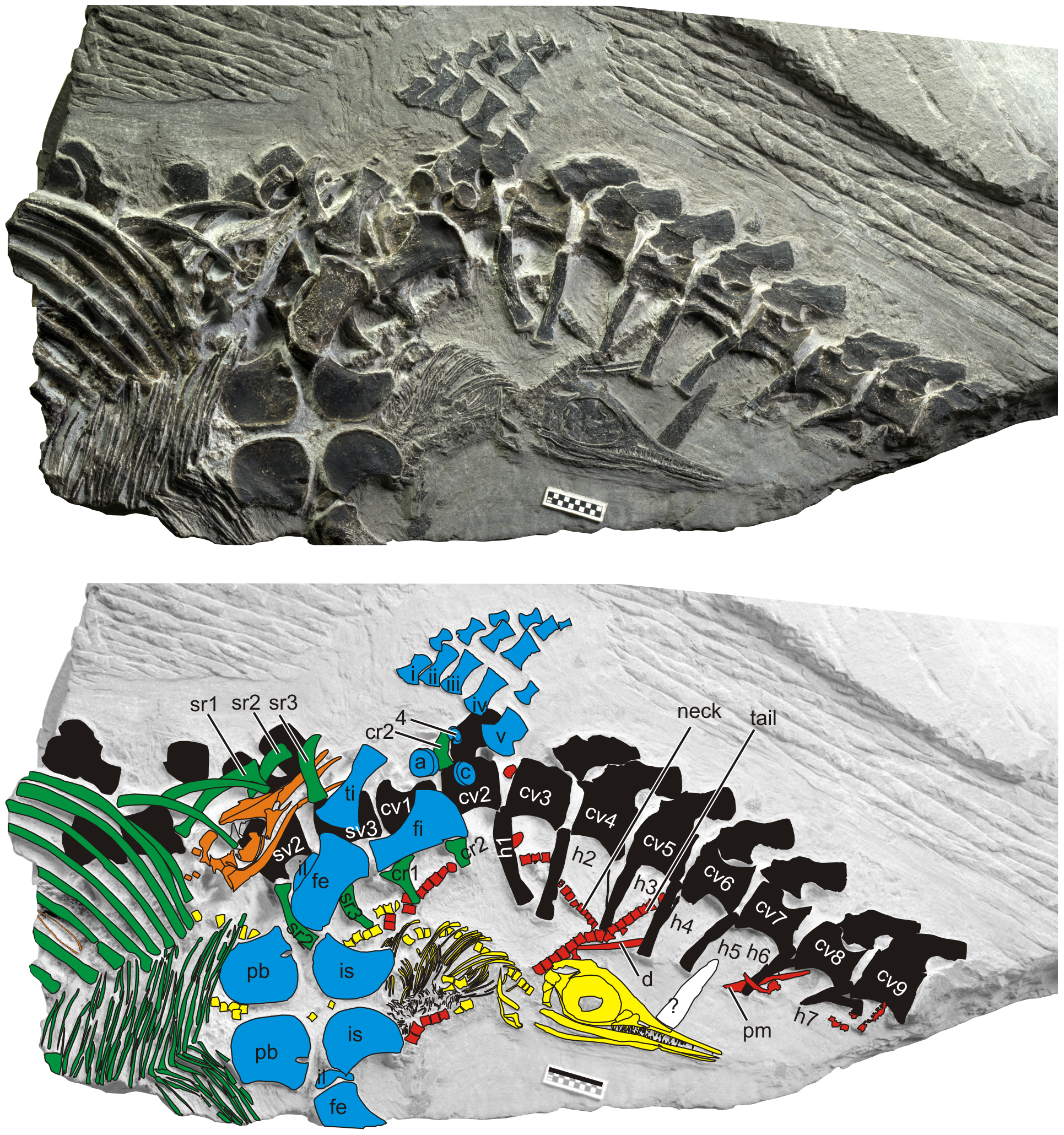 The color-coded diagram, from the PLOS One paper, illustrates important features of the ichthyosaur fossils. Black: mother's vertebral column (backbone); blue: mother's pelvis and hind flipper; green: mother's rib bones; orange: embryo inside its mother; yellow: a baby being born head-first; red: remains of the baby already born. The scale bar below the yellow skull is 1 cm (0.4 inches). Image credit: Ryosuke Motani, doi:10.1371/journal.pone.0088640.