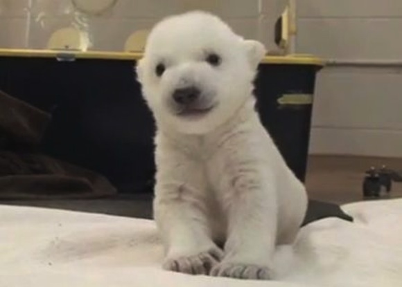 polar-bear-cub