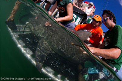 Running tests on a shark. Image credit: Christine Shepherd.