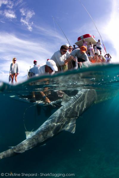Anglers in the research team prepare to haul a tiger shark onboard their boat for testing. Image credit: Christine Shepherd.