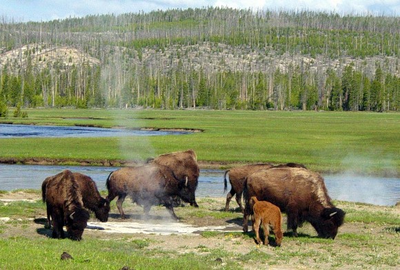 The landscape of Yellowstone National Park is a manifestation of a hotspot below the crust of the Earth.  It is riddled with fault lines, hot springs and geysers, making it among the most popular tourist attractions in the U.S.  Image via Wikipedia.