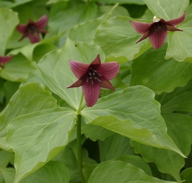 Red trillium (Trillium erectum) is a native herbaceous plant found in forest understories of eastern United States. They're a favorite food of deer. Image courtesy Ramin Nakisa, via Wikimedia Commons.