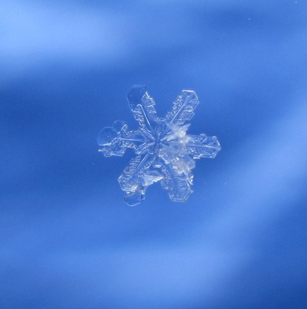Pic 1. Not a bad looking snowflake.  Photo by Phyllis Carlson.