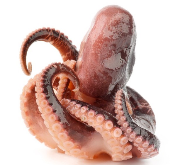 Researchers observed the behavior of amputated octopus arms, which remain very active for an hour after separation. Those observations showed that the arms never grabbed octopus skin, though they would grab a skinned octopus arm. The octopus arms didn't grab Petri dishes covered with octopus skin, either, and they attached to dishes covered with octopus skin extract with much less force than they otherwise would. Photo credit: © zhekos / Fotolia
