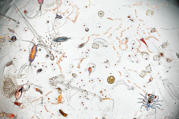 Drop of seawater magnified 25 times, by photographer David Littschwager, via thisiscolossal.com