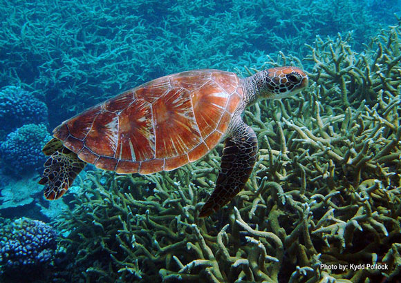 Green sea turtle in swimming off the Pacific Remote Islands. Image Credit: Kydd Pollock, USFWS.