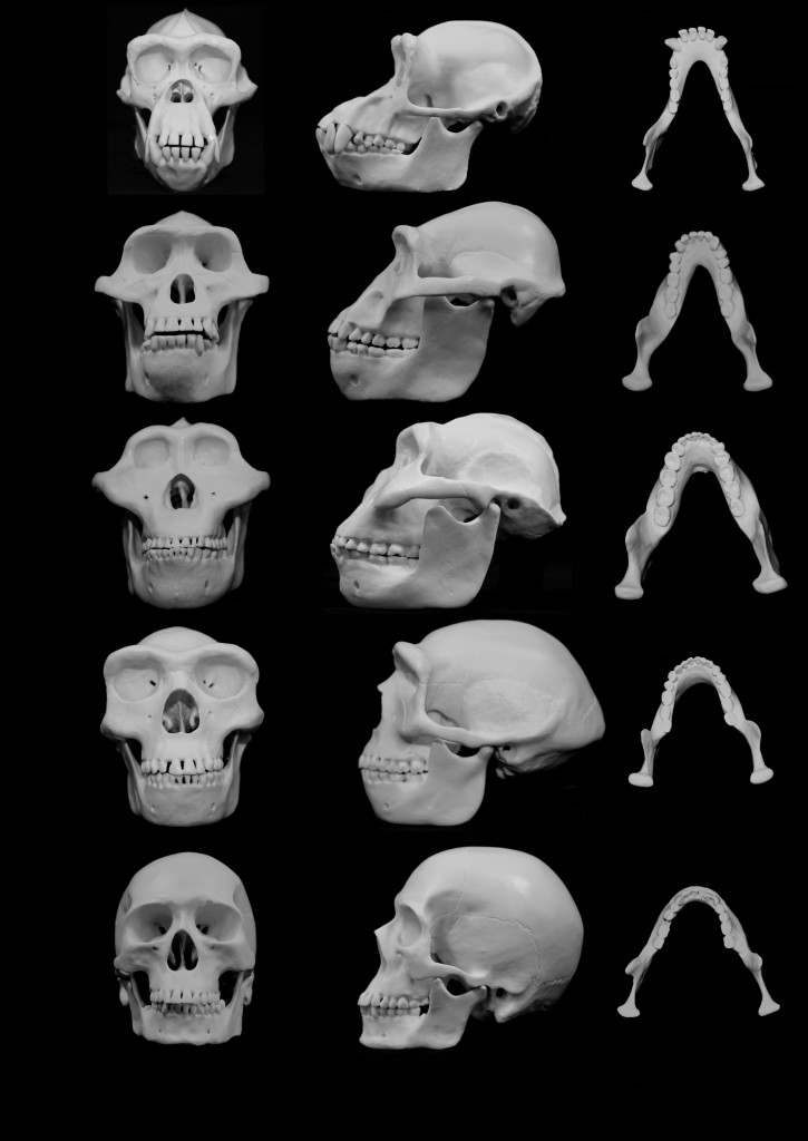 human-chimp-skulls | EarthSky