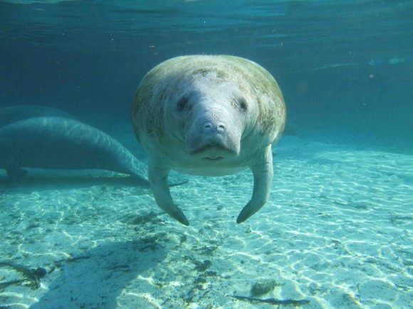 View larger. | Here's looking at you, kid.  Florida manatee via USGS on Facebook.