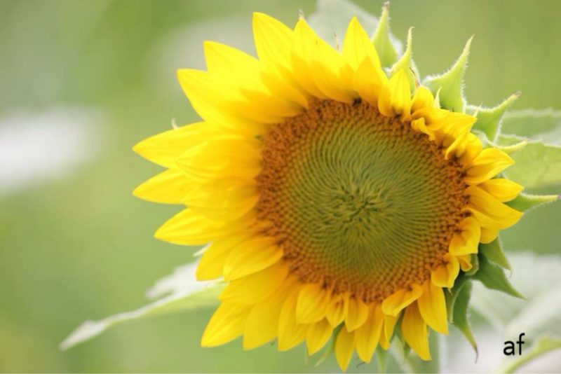 Drooping yellow sunflower with green center.