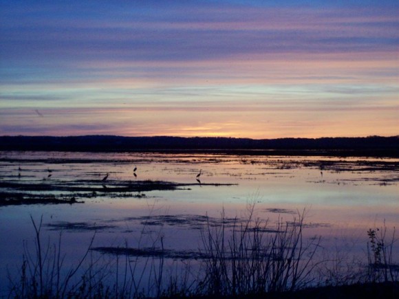 Pink and blue striped clouds over shallow lake with standing birds.