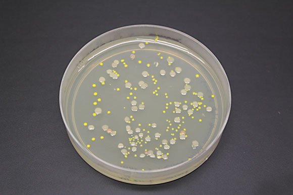 Bacteria from Lake Whillans. Image Credit: Brent Christner, Louisiana State University.