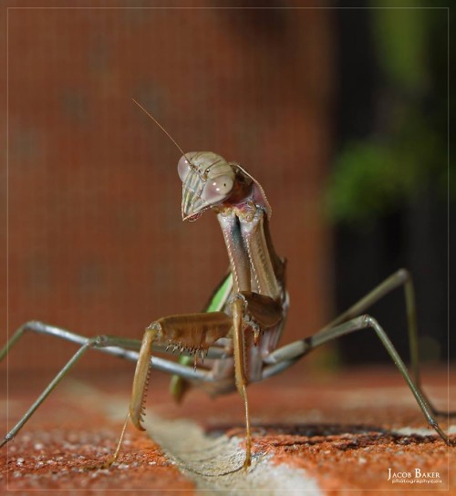 Chinese mantis by Jacob Baker