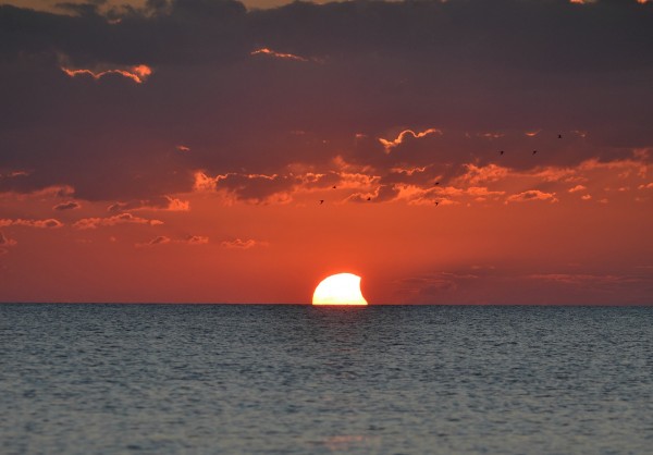 Sunset partial solar eclipse, with sea birds, from the beach in Englewood, Florida, overlooking the Gulf of Mexico.  Photo by K. King.