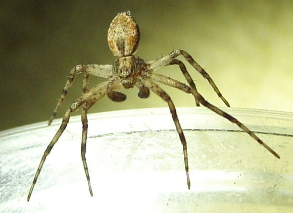 Araña de patas largas, con el dorso apuntando hacia arriba.