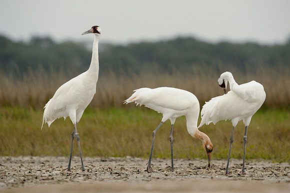 Three adult whooping cranes. Image Credit: Klaus Nigge, USFWS.