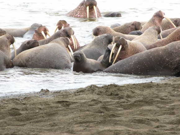 Walrus calves are more likely to be trampled in these massive land haul-outs. Photo credit: USGS