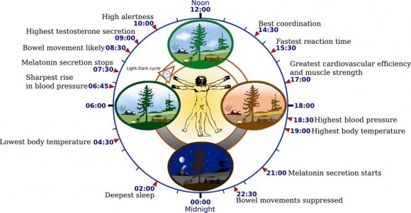 Genes and proteins run biological clocks that help keep daily rhythms in synch.  Image credit: Wikimedia Commons