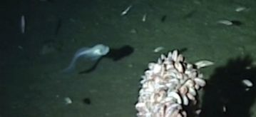 Deepest known fish is now a snailfish, the fragile creature to the left of center in this image, at a depth of 8,145 meters in the Mariana Trench.