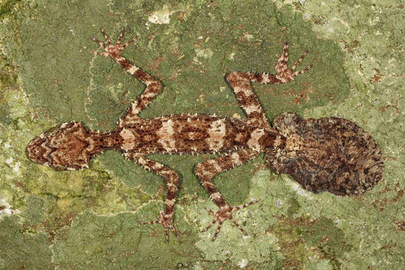 Leaf-tailed gecko. Image Credit: Conrad Hoskin.