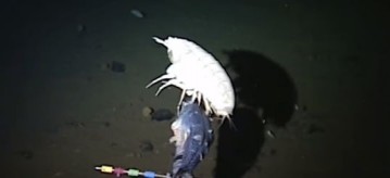 Mysterious supergiant amphipod, filmed alive for the first time.  This extremely large crustacean was first recovered by traps off New Zealand in 2012.