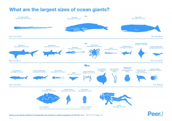 The project analyzed sizes for storied sea creatures like whales and sharks and for lesser-known giants like tube worms. View larger. | Image credit: Matthew Maxwell and Pablo Alvarez Vinagre at StudioAM