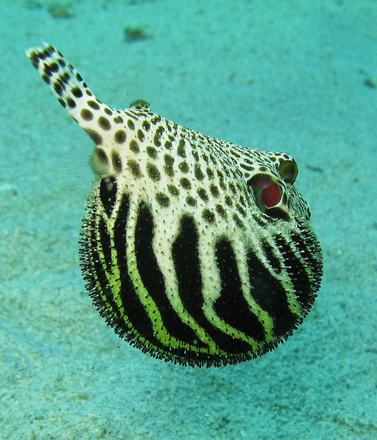 Dolphins Bite On Puffer Fish To Get 'High', And Pass It Among Each