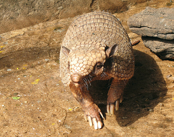 The six-banded armadillo and its formidable claws. Image: Whaldener Endo.