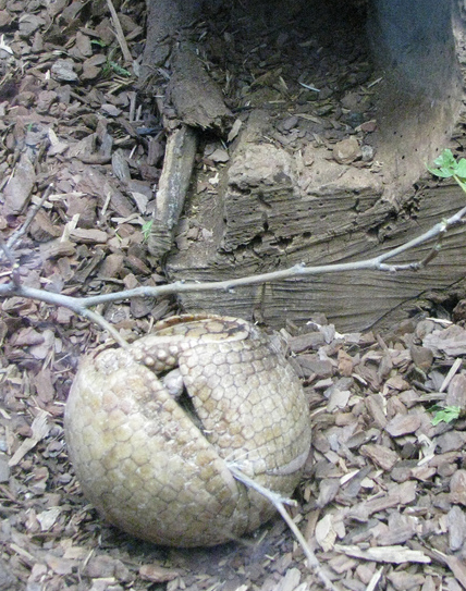 Three-banded armadillo all curled up. Image: Stephanie Clifford.