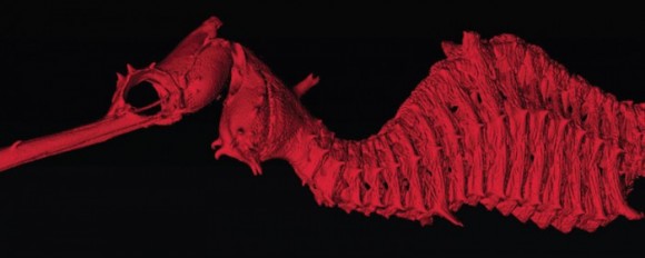 A 3-D scan of the newly discovered Ruby Seadragon. Image credit: University of California, San Diego