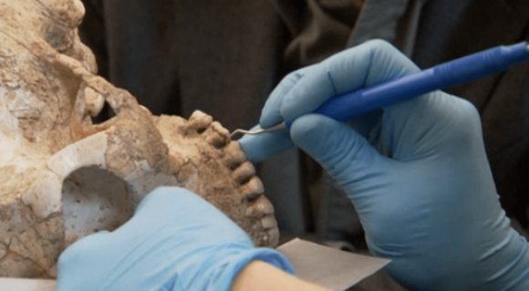 Scraping ancient teeth for clues about diet.