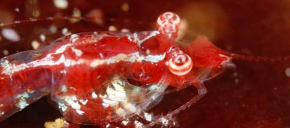 A 'star-gazing' shrimp discovered in 2014 in South Africa, so-called because its eyes are fixed in an upward direction. Photo credit: credit Guido Zsilavecz
