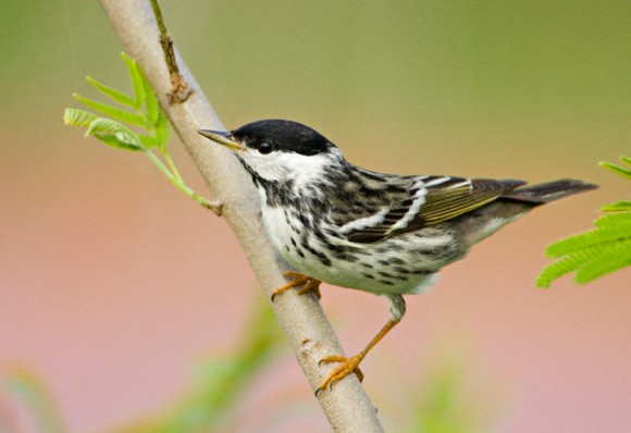 This songbird migrates 1,500 miles non-stop | Earth | EarthSky