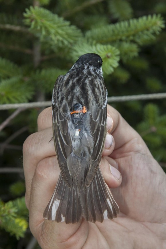 Blackpoll warbler fitted with a miniaturized light-sensing geolocator on its back that enabled researchers to track their exact migration routes from eastern Canada and New England south toward wintering grounds. Photo credit: Vermont Center for Ecostudies