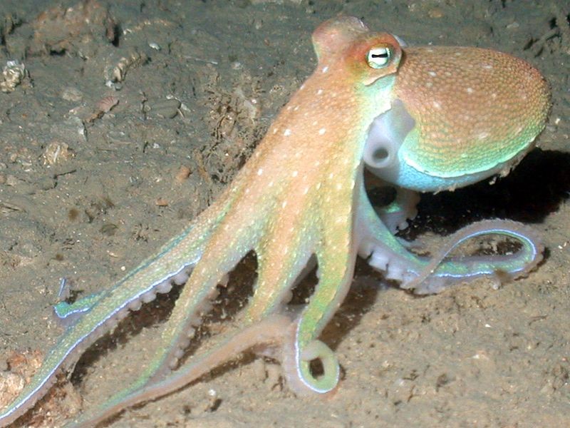 An octopus is a cephalopod mollusc of the order Octopoda. 