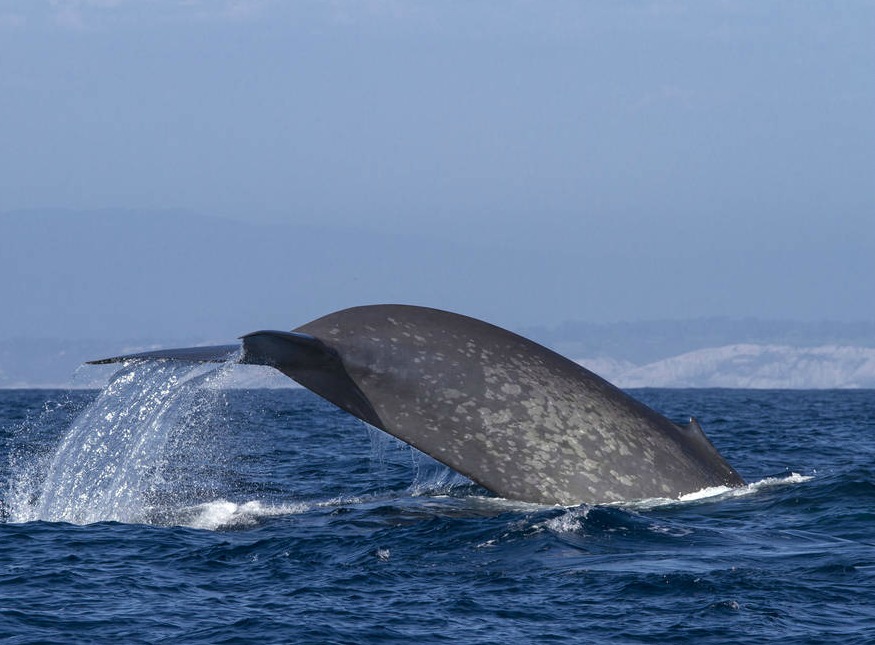 Blue whale tagged by Bruce Mate and his team off the coast of southern California, 2014. Image credit: Craig Hayslip/Oregon State University