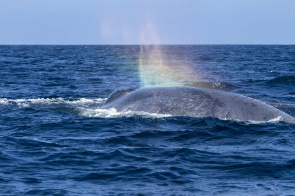 Whales make rainbows. Blue whale's back above sea surface with rainbow above blowhole.