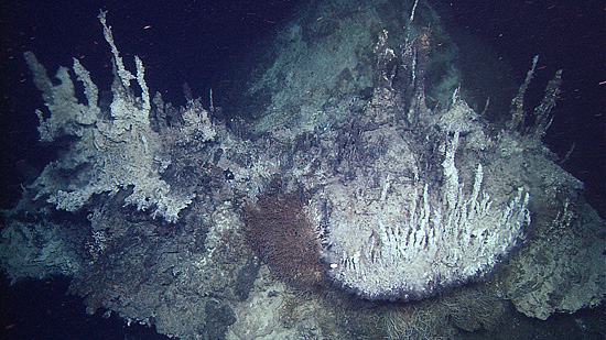 These delicate carbonate spires formed when scalding hot water emerged from sediments in the Pescadero Basin and came in contact with near-freezing seawater. Dense colonies of tubeworms grow on the sides of the spires. This group of spires is about five meters (15 feet) wide. Image credit: © 2015 MBARI