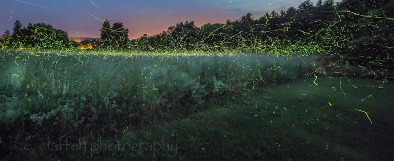 Fuzzy glowing line of hundreds of distant fireflies just above long grass in a field.