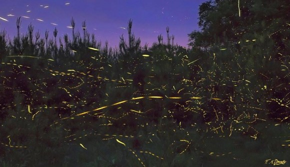 Nighttime landscape with very many short greenish-yellow dashed streaks against dark evergreen trees.