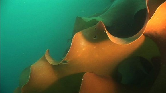 Himantothallus grandifolius, a type of seaweed can only be found in Antarctica. Image credit: Oikonos