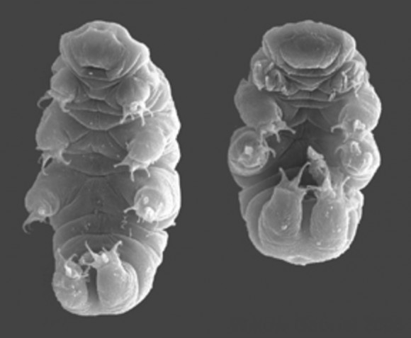 The tardigrade – microscopically cute and cuddly. Image credit: Willow Gabriel and Bob Goldstein