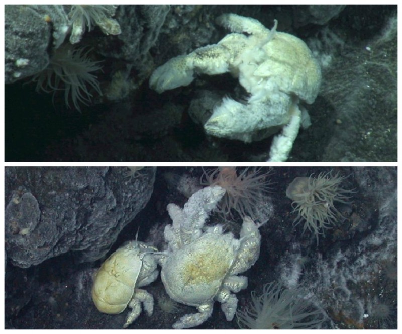 Male Yeti Crab (above) and Male and Female (Below). Image via University of Southampton